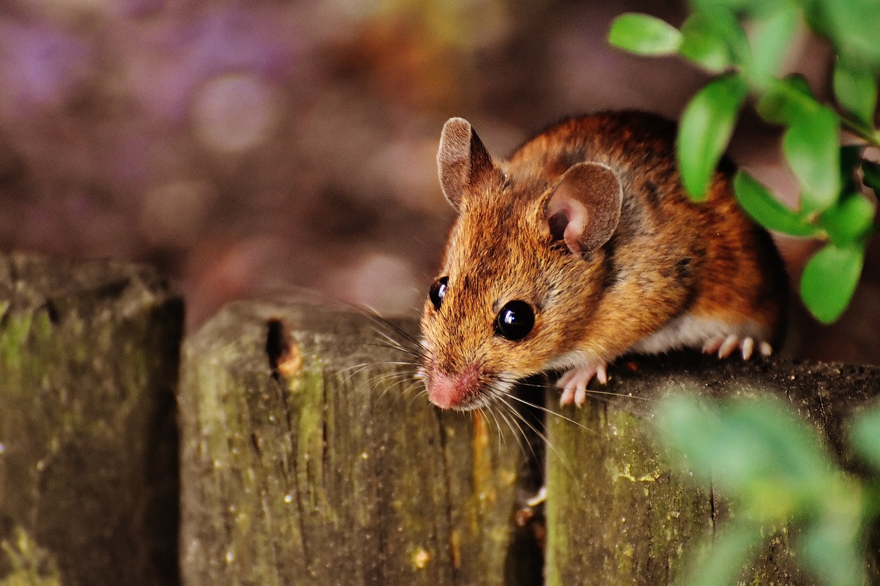 éloigner les souris