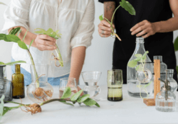 Formation en naturopathie