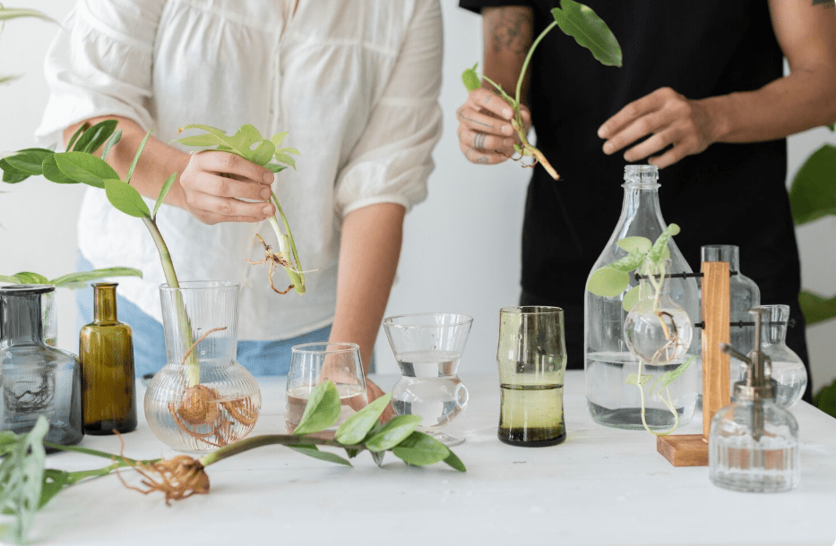 Formation en naturopathie